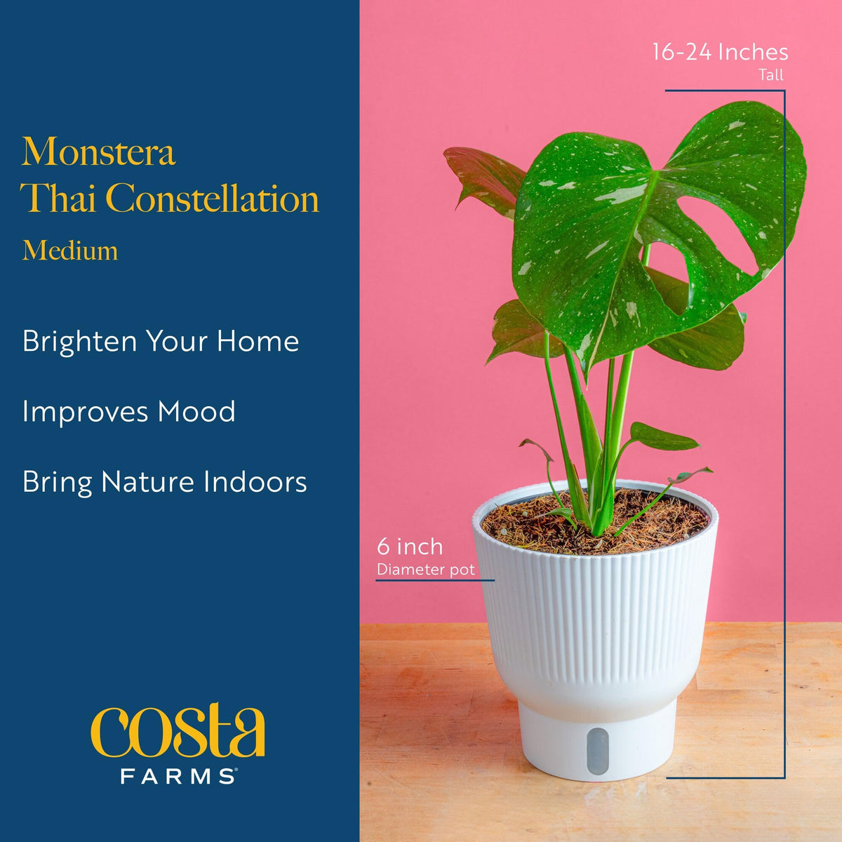 Costa Farms Thai Constellation Monstera climbing habit, great for creating height on walls or shelves.