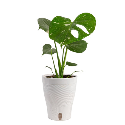 Costa Farms Thai Constellation Monstera leaf variegation close-up, a dramatic focal point for bright living spaces.