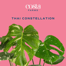 Costa Farms Thai Constellation Monstera marbled leaves close-up, adds luxury to office decor.