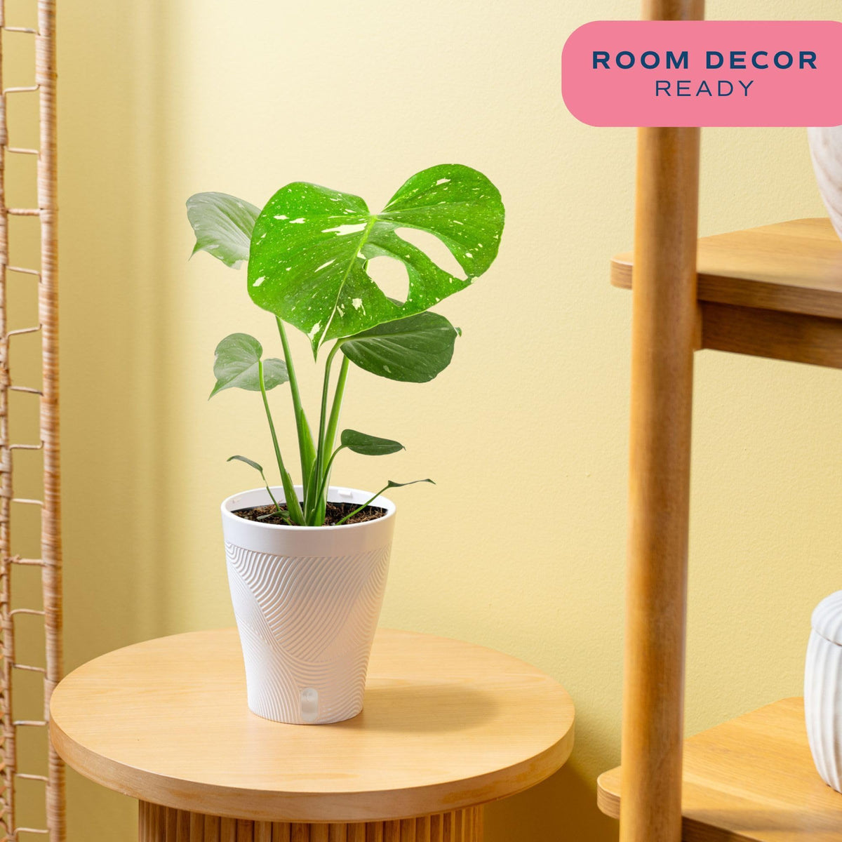 Costa Farms Thai Constellation Monstera in self-watering pot, simplifies care for busy households.