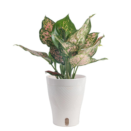 Costa Farms Aglaonema leaf close-up shows dusty pink speckles for vibrant decor.