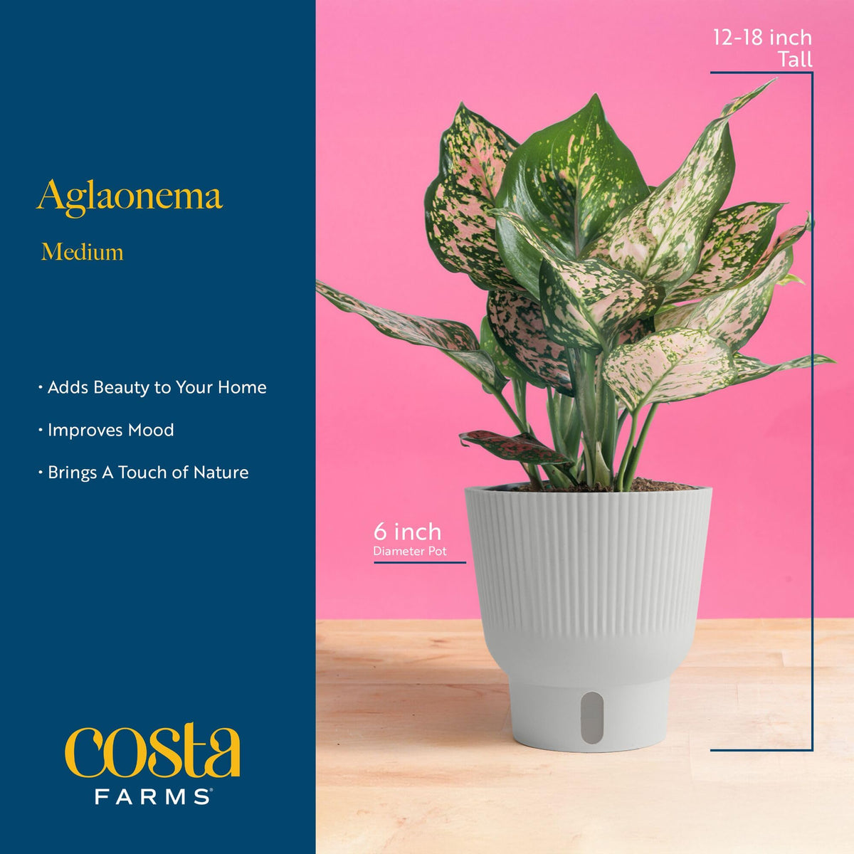 Costa Farms Trending Tropicals Aglaonema on tabletop adds color and texture to small spaces.