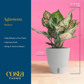 Costa Farms Trending Tropicals Aglaonema on tabletop adds color and texture to small spaces.