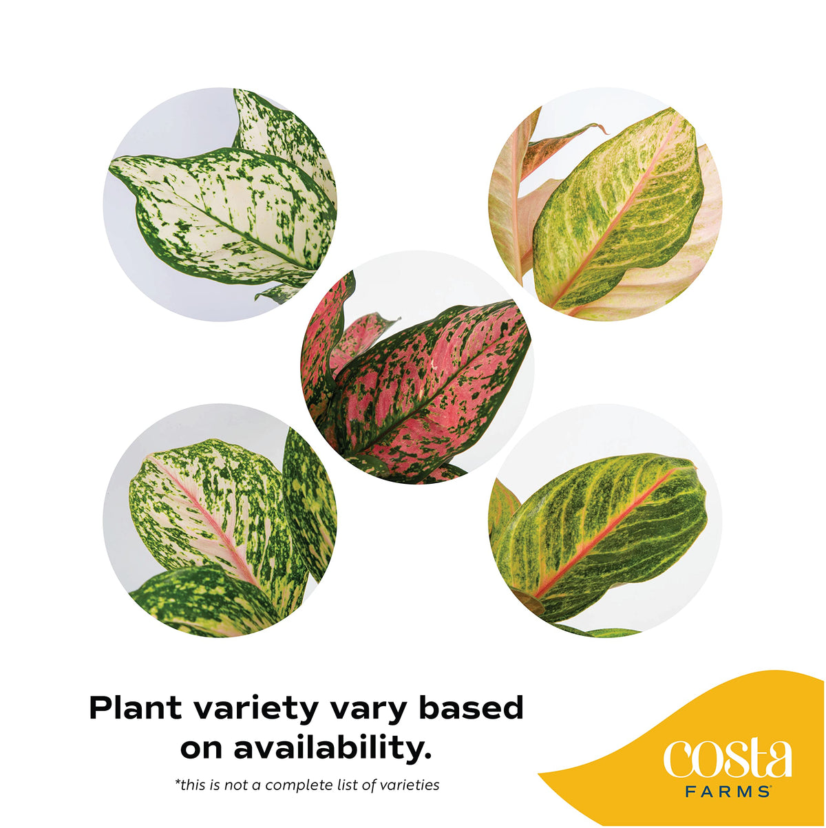 Costa Farms Aglaonema in white WaterWick planter demonstrates easy, self-watering home display.