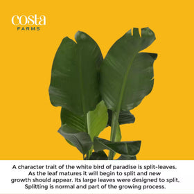 Costa Farms tropical fronds create architectural greenery that enhances room balance.