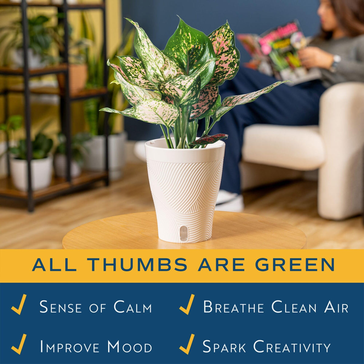 Costa Farms WaterWick planter close-up highlights moisture control for busy households.