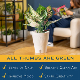 Costa Farms WaterWick planter close-up highlights moisture control for busy households.