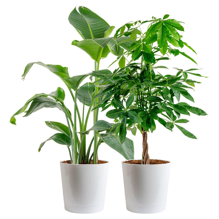Costa Farms White Bird of Paradise and Money Tree bundle front view in decorative pots