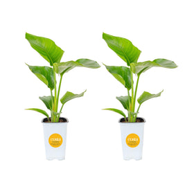Costa Farms White Bird of Paradise pair adds dramatic vertical greenery for interior decoration.