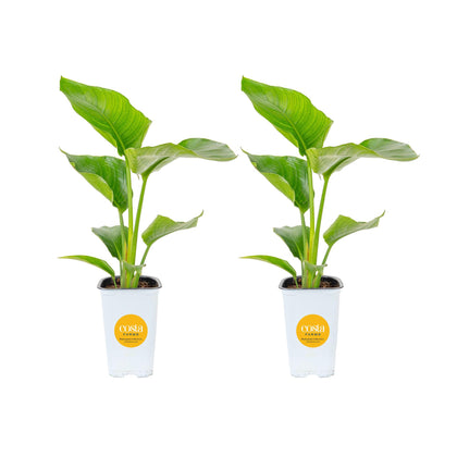 Costa Farms White Bird of Paradise pair adds dramatic vertical greenery for interior decoration.