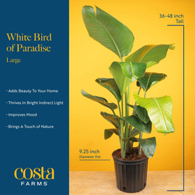 Costa Farms White Bird of Paradise in a sunlit window brightens space