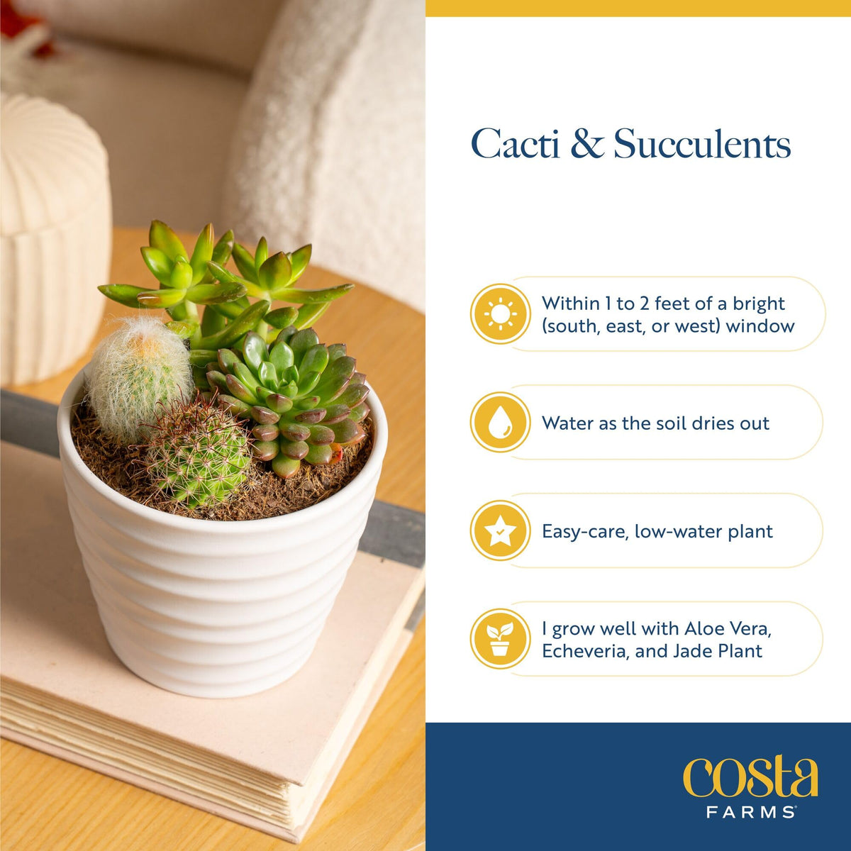 Costa Farms windowsill-succulent display adds natural glow.