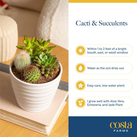 Costa Farms windowsill-succulent display adds natural glow.
