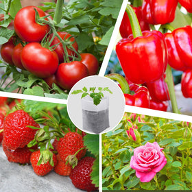 Cosweet 60-piece set for indoor or outdoor seedling growth.