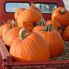 Country Creek Acres Big Max pumpkin seeds ready to grow large pumpkins for pies or decor.