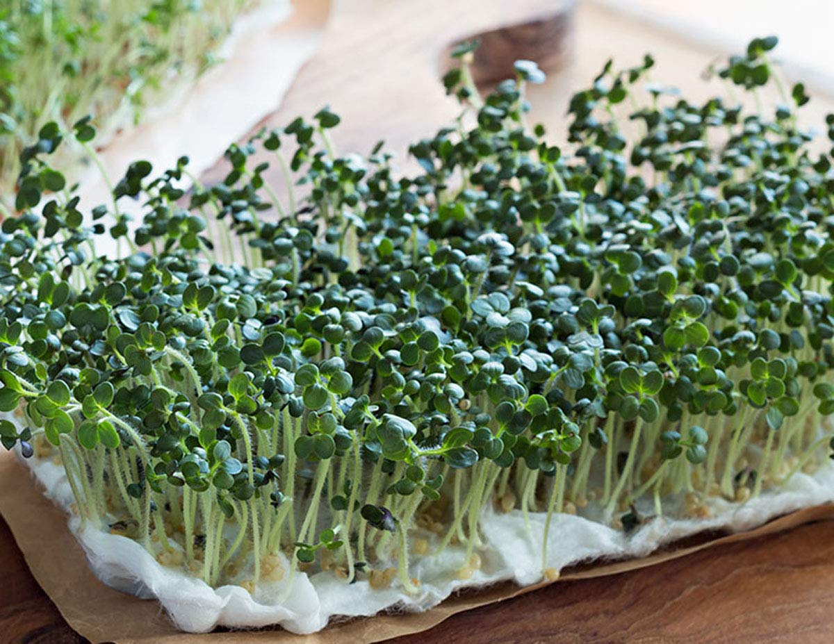 Country Creek Acres broccoli sprouting seeds ready to grow sprouts and greens.