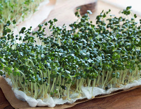 Country Creek Acres broccoli sprouting seeds ready to grow sprouts and greens.