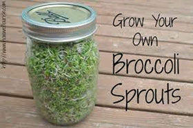 Country Creek Acres broccoli sprouting seeds ideal for quick home harvests.