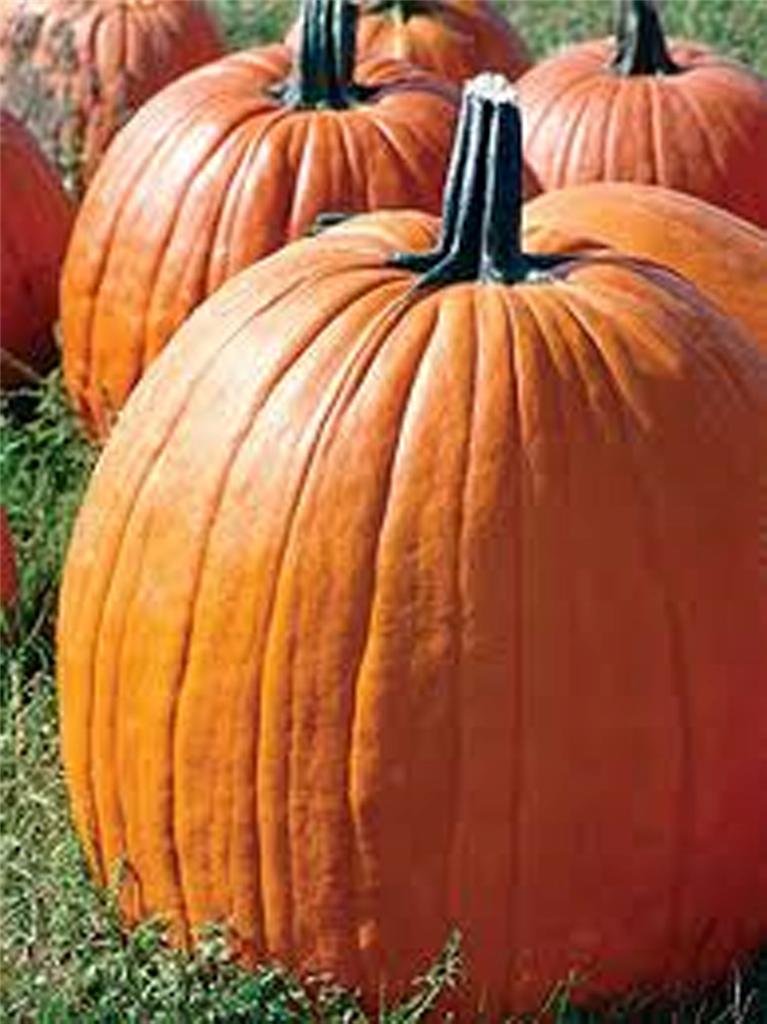 Country Creek Acres giant pumpkin harvest showcases enormous pumpkins ideal for jack-o-lanterns.