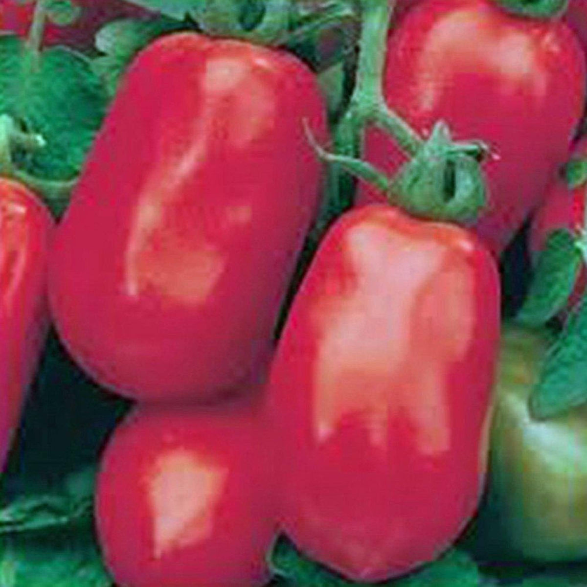 Country Creek Acres Italian Roma tomato seed pack ideal for sauces and salads