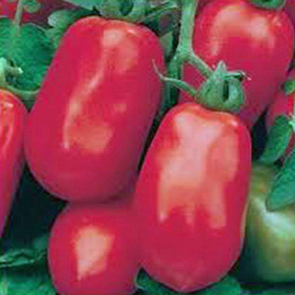 Country Creek Acres Italian Roma tomato seed pack ideal for sauces and salads