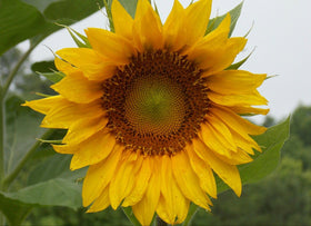 Country Creek Acres Mammoth Russian Sunflower giant bloom close-up for borders and cut flowers.