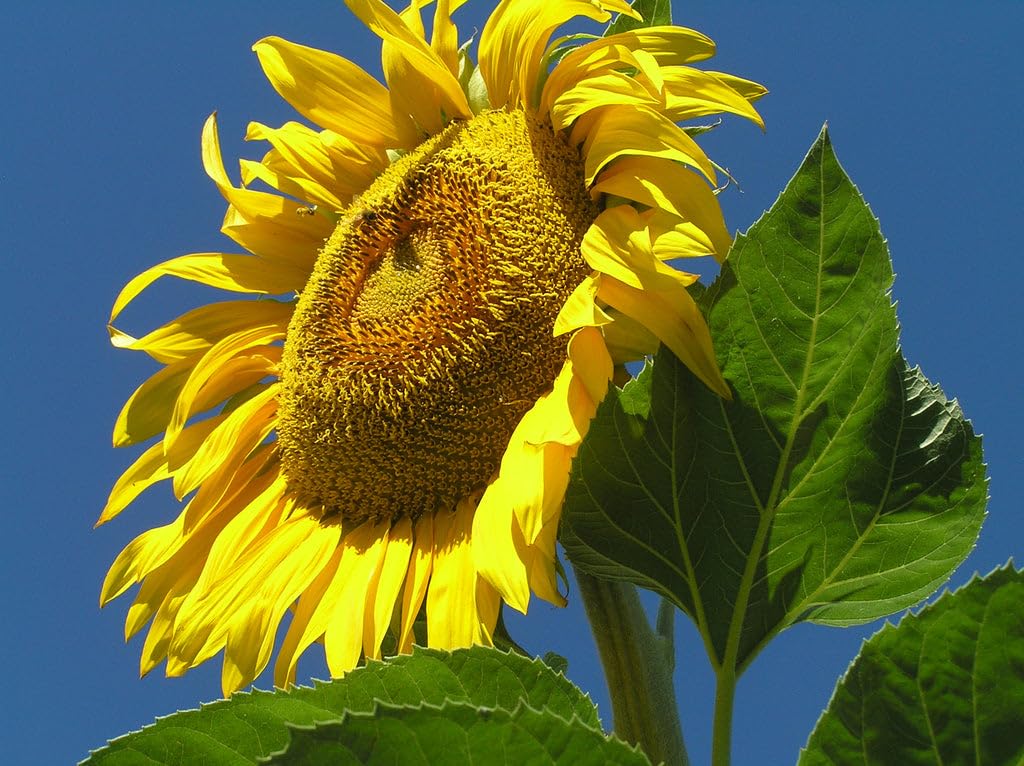 Country Creek Acres Mammoth Russian Sunflower tall stems in the garden for focal points.