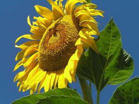 Country Creek Acres Mammoth Russian Sunflower tall stems in the garden for focal points.