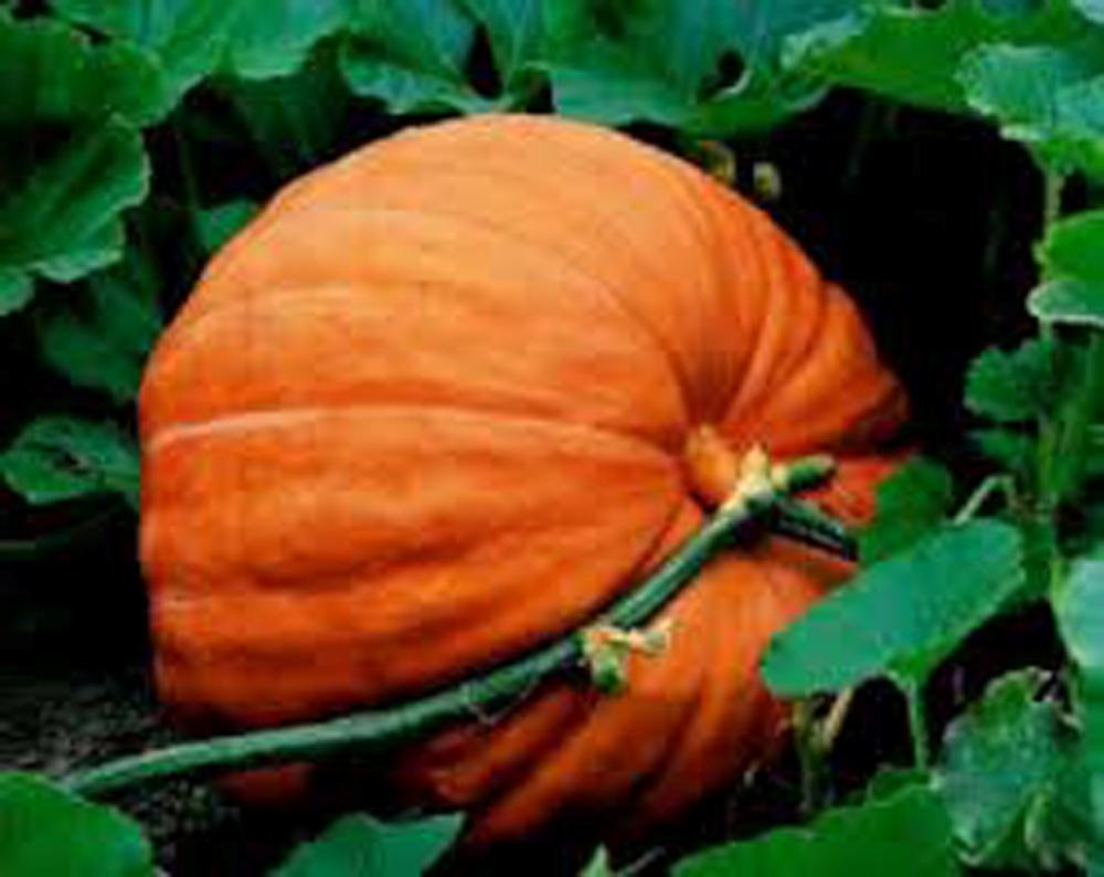 Country Creek Acres pie-ready pumpkin flesh signals delicious baking and preserving options.
