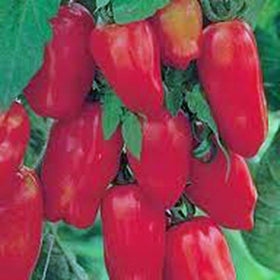 Country Creek Acres San Marzano plum tomatoes on the vine, ideal for sauces.