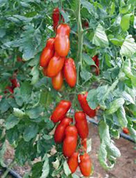 Country Creek Acres San Marzano seeds pack for flavorful plum tomatoes.
