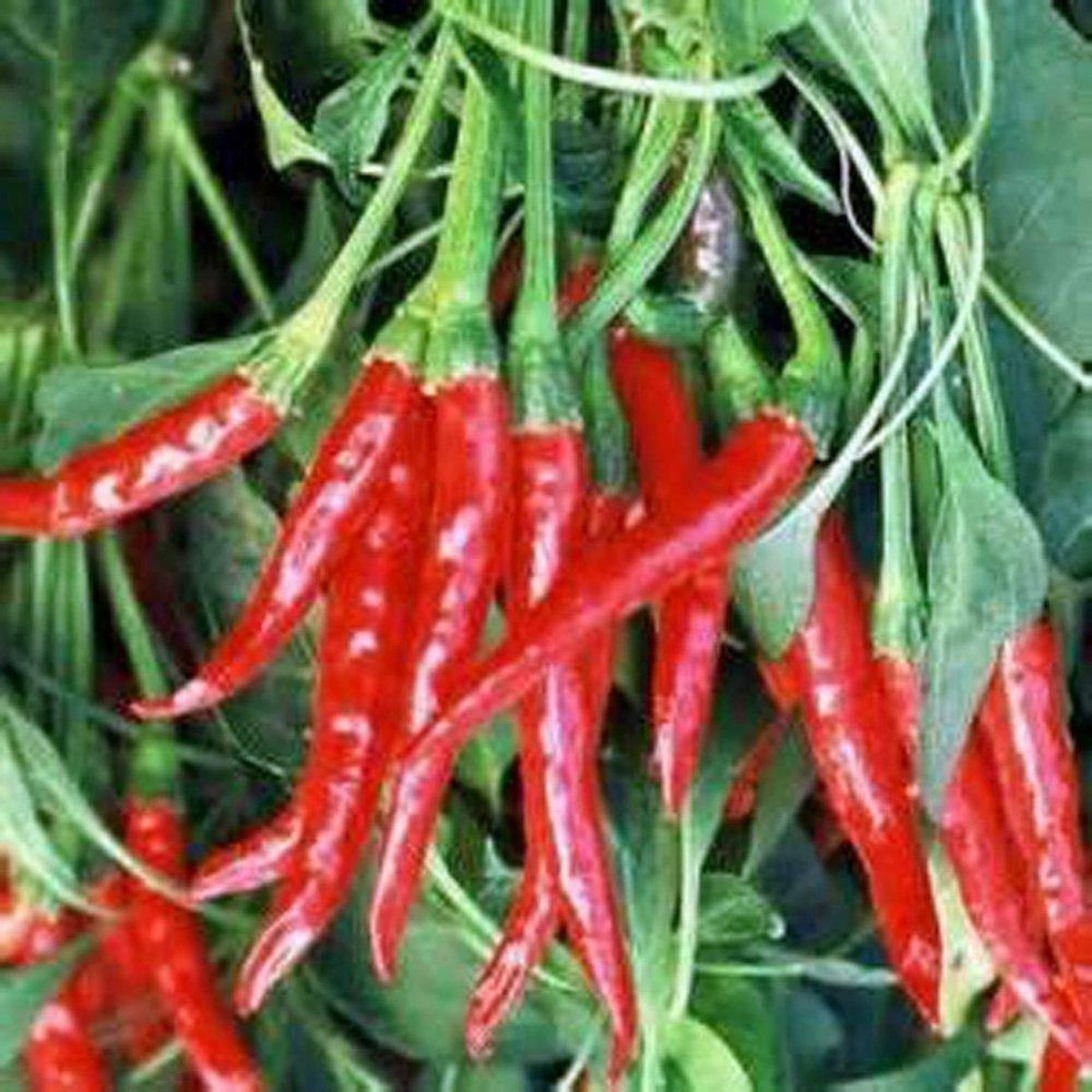 Country Creek Acres Thai hot pepper seeds packaging in resealable bags for freshness.