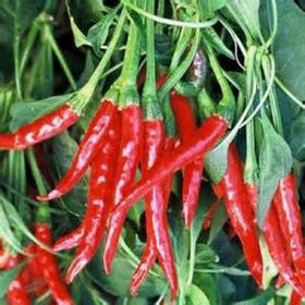 Country Creek Acres Thai hot pepper seeds packaging in resealable bags for freshness.