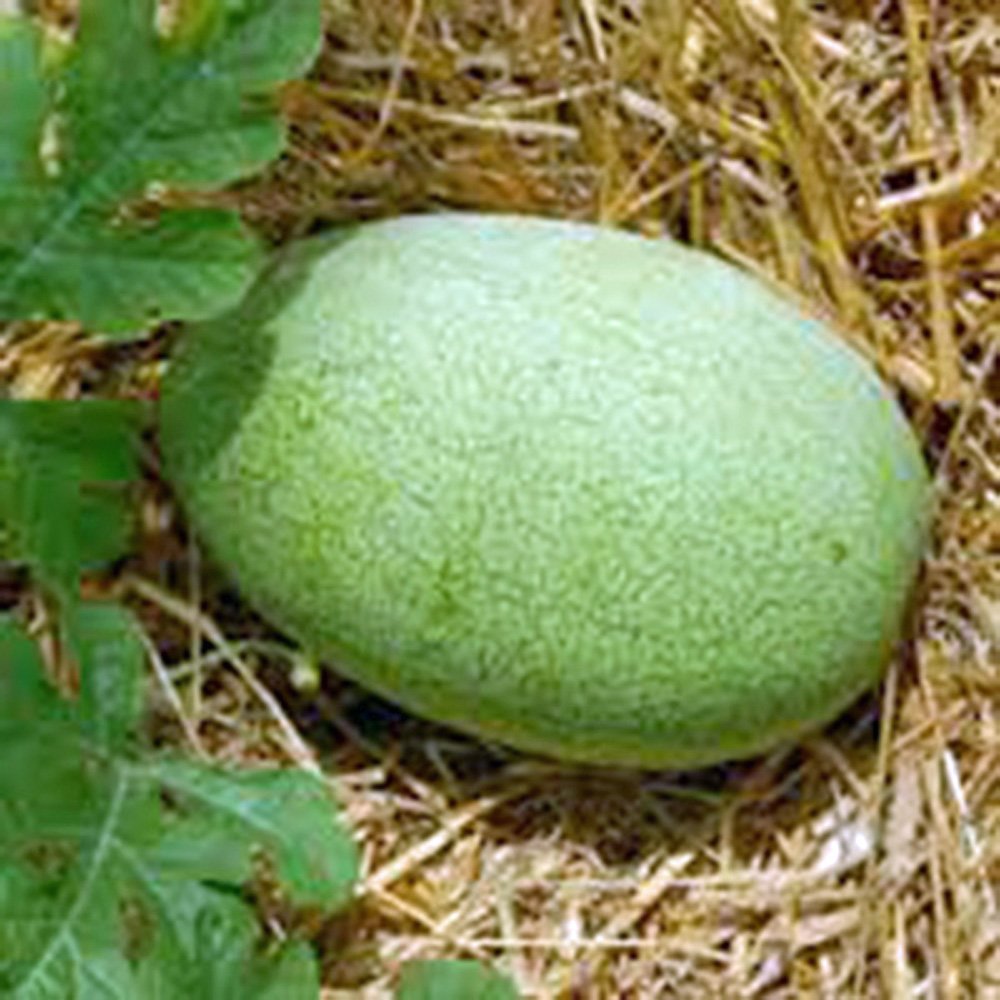 Country Creek Acres Watermelon Charleston Grey ripe fruit ready to slice.