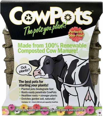 CowPots square 4-in plantable pot ready for seedling start and soil transplantation.