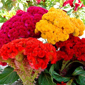 Cozy Celosia seed mix bloom closeup shows vibrant velvet flowers for garden borders