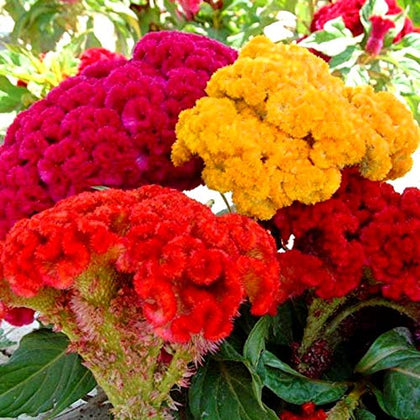 Cozy Celosia seed mix bloom closeup shows vibrant velvet flowers for garden borders