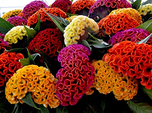 Cozy Celosia seed mix border-edging displays bold color in sunny beds