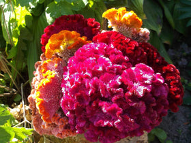 Cozy Celosia seed mix dried bouquet showcases lasting color