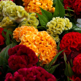 Cozy Celosia seed mix outdoor display highlights drought-tolerant color