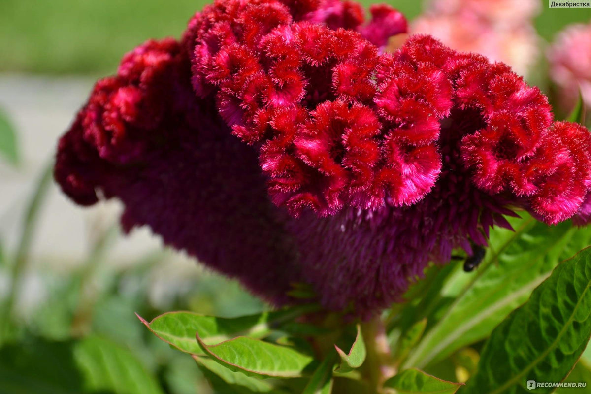 Cozy Celosia seed mix bouquet-use supports fresh or dried arrangements
