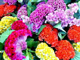 Cozy Celosia seed mix outdoor bloom demonstrates drought-tolerant color