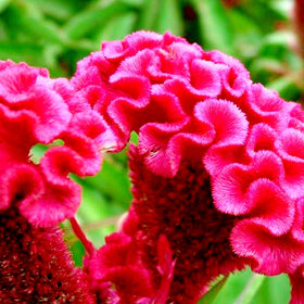Cozy Celosia seed mix velvet-flowers adds drama to borders and containers
