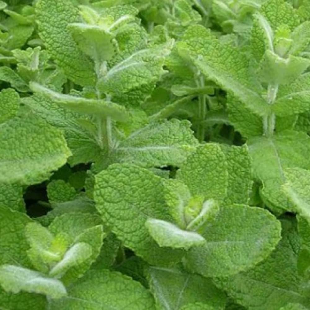 Compact Cozy Crib Apple Mint plant ideal for small-space herb gardens.