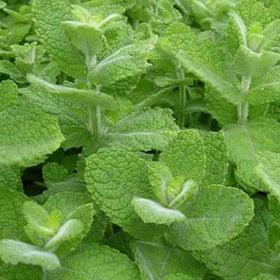 Compact Cozy Crib Apple Mint plant ideal for small-space herb gardens.