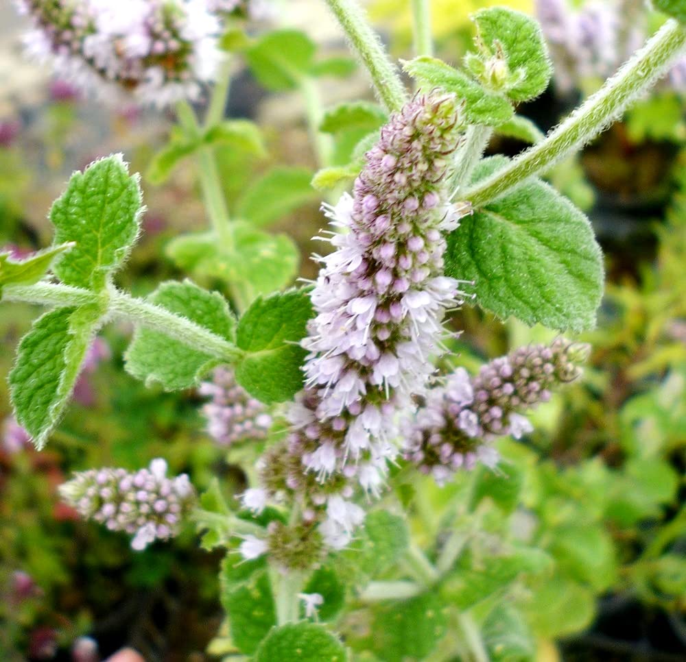 Garden bed setup with Cozy Crib Apple Mint for versatile growing.