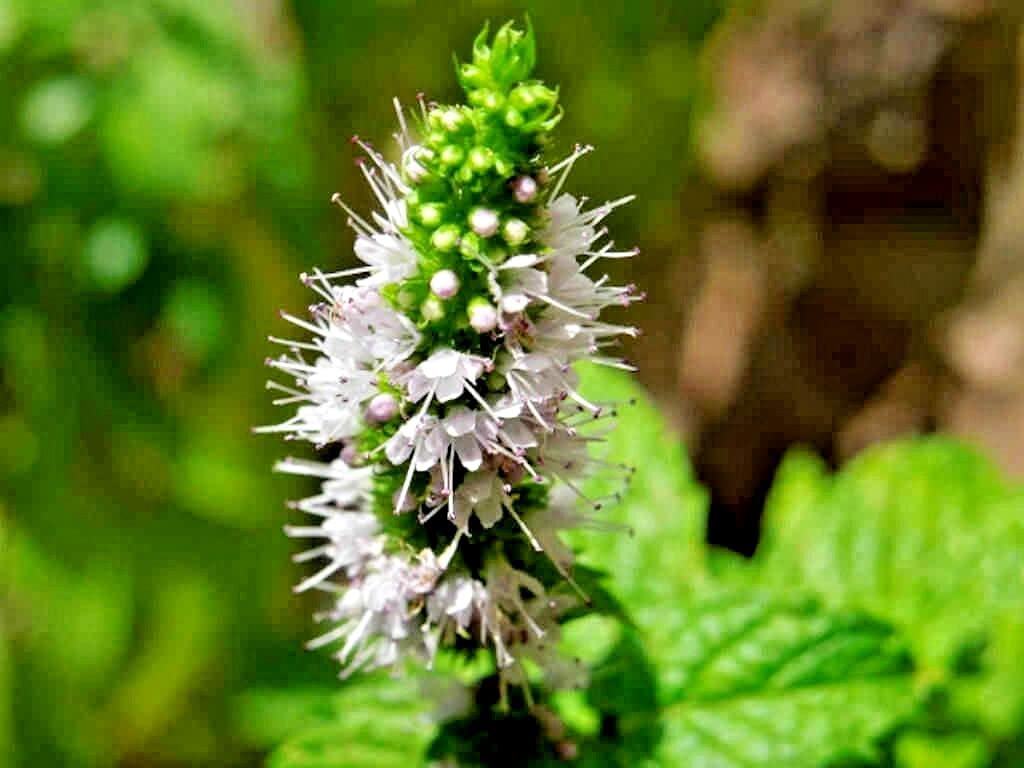 Harvest-ready Cozy Crib Apple Mint leaves with fruity aroma.