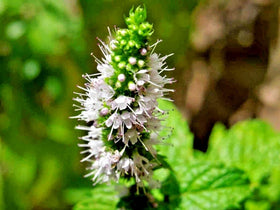 Harvest-ready Cozy Crib Apple Mint leaves with fruity aroma.