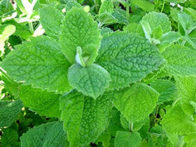 Lilac flowers and woolly leaves on Cozy Crib Apple Mint.