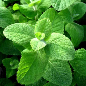 Cozy Crib Apple Mint seed label close-up for accurate planning.